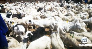 Diourbel : près de 42.000 moutons déjà enregistrés