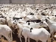 TABASKI 2026 : PLUS DE 490 000 MOUTONS DEJA RECENSÉS SUR LE MARCHE NATIONAL