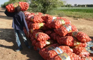 « Nos oignons pourrissent pendant que nos dettes s’accumulent » : les producteurs de Ngomène interpellent le président Diomaye Faye