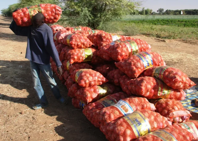 oignon agriculture