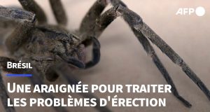 Cette araignée venimeuse pourrait résoudre les problèmes d’érection