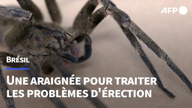 cette-araignee-venimeuse-pourrait-resoudre-les-problemes-derection