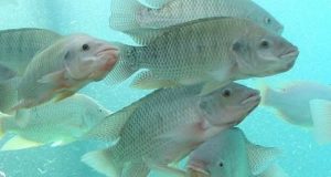 En Afrique de l’Ouest, la demande croissante en poissons offre de larges opportunités dans l’aquaculture (rapport)
