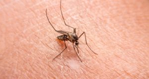 Epidémie de chikungunya : plus de 100 cas dans la région de Kédougou