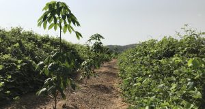 GCR rehausse la note de long terme de la Société Africaine de Plantation d’Hévéas.