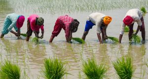 Inde : l’exportation de riz blanc interdite après la mousson violente, des craintes sur les conséquences de cette décision risquent d’être mondiales