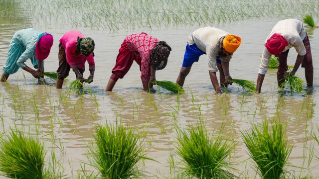inde-lexportation-de-riz-blanc-interdite-apres-la-mousson-violente-des-craintes-sur-les-consequences-de-cette-decision-risquent-detre-mondiales