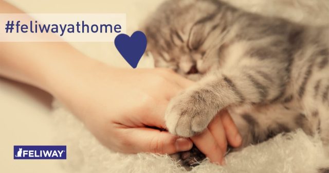le-coronavirus-pourrait-se-transmettre-du-chat-a-lhomme