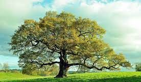 Manque d’arbres dans la capitale : Dakar étouffe