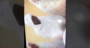 Regardez, les pas de danse des… veuves de Cheikh Béthio !