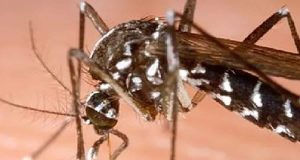 Rosso- Sénégal : 22 cas de dengue signalés