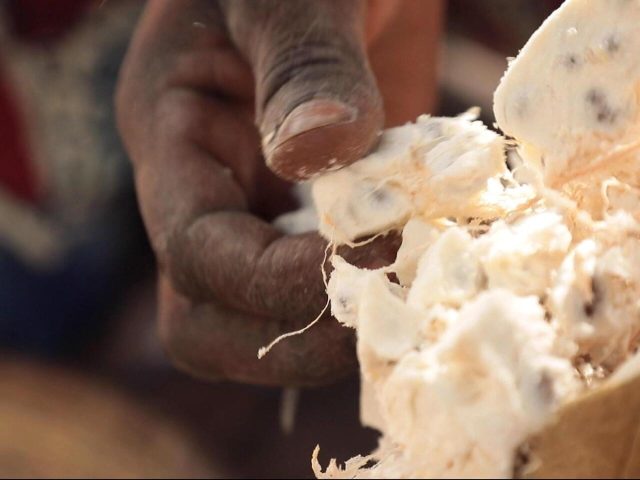 senegal-les-baobabs-de-la-fortune