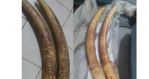 Lutte contre la criminalité faunique à Dakar : arrestation d’un trafiquant en possession de défenses d’éléphant et de 90 bijoux de luxe en ivoire sculpté