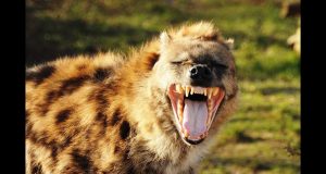 (Vidéo) HYÈNE, l’animal mal aimé…..