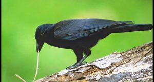 (Vidéo) Le corbeau est l’animal le plus intelligent….