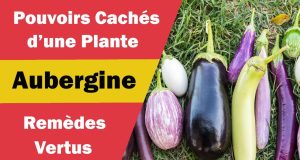 (Vidéo) Les bienfaits Magiques de l’aubergine