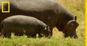 (Vidéo) L’hippopotame……