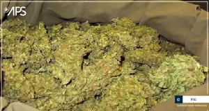50 kilogrammes de chanvre indien saisis à Bounkiling (Police)