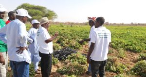 Renouvellement du capital semencier : l’ISRA rassure les pouvoirs publics