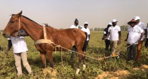 Saint-Louis – en visite à la station de l’Isra de Ndiol : Momar Talla Seck très satisfait des résultats de la production de semences de pré-base d’arachides