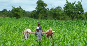 Lutte contre l’insécurité alimentaire : la BM accorde un financement de plus de 120 milliards Fcfa au Sénégal