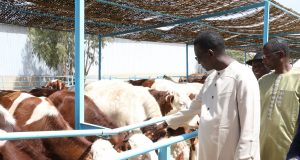 Production laitière : 1300 génisses gestantes réceptionnées