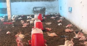 Mortalité élevée des poules à Niague, Tivaouane Peulh, Ndiakhirat les ouvriers avicoles dans la tourmente