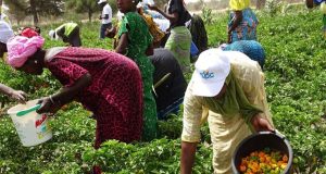 SEDHIOU : amélioration des pratiques et rendements agricoles : AJAAC/COLUFIFA fait sa mue en une société coopérative de référence