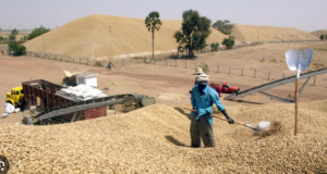Campagne de commercialisation de l’arachide : les acteurs dressent un bilan mitigé