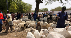 Approvisionnement en moutons : une baisse de 38% notée sur les importations