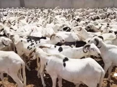TABASKI 2026 : PLUS DE 490 000 MOUTONS DEJA RECENSÉS SUR LE MARCHE NATIONAL