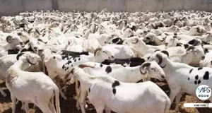 Tabaski 2024 : les conseils pratiques de ce diététicien sur la viande du mouton