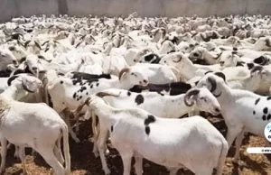 TABASKI 2026 : PLUS DE 490 000 MOUTONS DEJA RECENSÉS SUR LE MARCHE NATIONAL