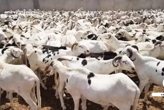 TABASKI 2026 : PLUS DE 490 000 MOUTONS DEJA RECENSÉS SUR LE MARCHE NATIONAL