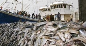 Célébration Journée Mondiale de la pêche : Les acteurs alertent sur les dangers de la pêche INN et l’implantation des usines de farine de poisson