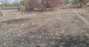 Goudiry : 35 000 hectares partis en fumée, 7 villages touchés par un incendie