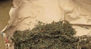 Trafic à Touba : Une sexagénaire arrêtée avec 4,7 kg de chanvre, « la drogue m’a été confiée »
