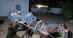 Sandiara : 175 kg de chanvre indien interceptés par la Gendarmerie