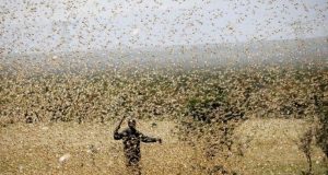MENACE ACRIDIENNE DANS LE WALO : LA FILIÈRE TOMATE INDUSTRIELLE TIRE LA SONNETTE D’ALARME
