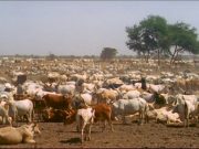 Vol de bétail à Touba Sam Fall : la gendarmerie de Dahra Djoloff arrête deux individus avec 24 moutons