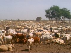 Vol de bétail à Touba Sam Fall : la gendarmerie de Dahra Djoloff arrête deux individus avec 24 moutons