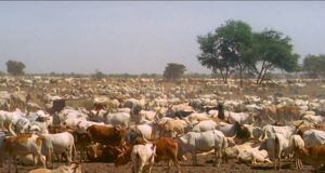 Vol de bétail à Touba Sam Fall : la gendarmerie de Dahra Djoloff arrête deux individus avec 24 moutons