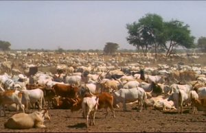 Vol de bétail à Touba Sam Fall : la gendarmerie de Dahra Djoloff arrête deux individus avec 24 moutons