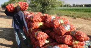 « Nos oignons pourrissent pendant que nos dettes s’accumulent » : les producteurs de Ngomène interpellent le président Diomaye Faye
